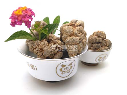 三七的種植難不難？