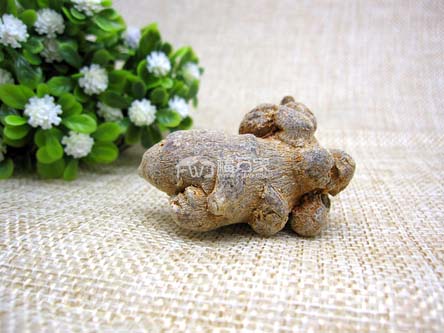 三七的效用可以用在哪些方面？