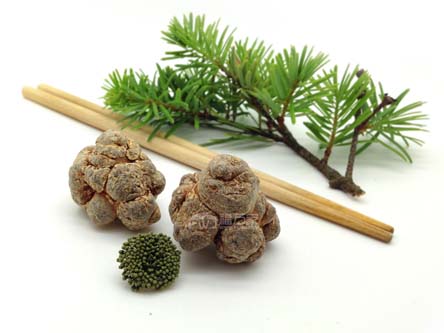 種植三七最高年限是多久？三七生長幾年