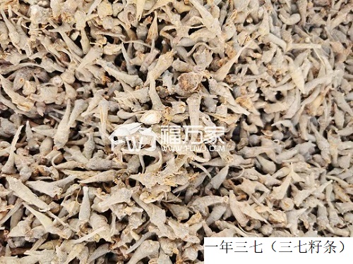 三七只能當(dāng)菜吃